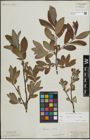 Foto von Salix lapponum L. x Salix silesiaca Willd.